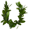 Lovorov%20venac.png