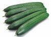 cucumber.jpg