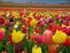 Beautiful-Tulips-bright-colors-20524144-1024-768.jpg