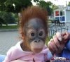 Ugly-Little-Monkey-Girl-Funny-Monkeys.jpg
