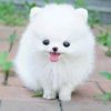 beautiful-puppies-Dog-wallpapers.jpg