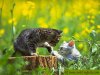 cute-baby-kittens-deal.jpg