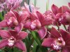 orchid_flowers.jpg