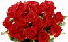 roses_flowers_bouquet_red_elegant_white_background_36319_1920x1200.jpg