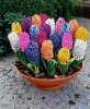 Jacinthes-couleurs-differentes.jpg