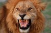 586734_leon-mata-hombre-escapa-zoologico-georgia.jpg