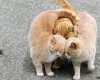 cats-hugging.jpg