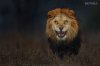 lion-attack-photo-portrait-wildlife-photography-atif-saeed-2-860x573.jpg