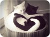 black-and-white-cat-cats-cute-heart-hug-favim-com-108014_large.jpg