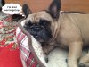 too-tired-dog-1024x768.jpg