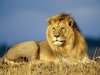 afric48dki-lav_20156119482.jpg