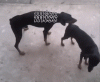 мисс.gif