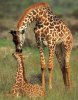 babygiraffeandmom.jpg