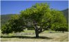 harris-walnut_tree.jpg