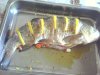IMG2400A.jpg
