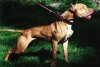 pitbull_fighting.jpg