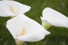 27699122-White-Kala-flowers-Stock-Photo.jpg