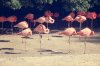 flamingo .jpg