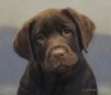 chocolate-labrador-puppy.jpg