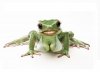 hotlady_frog.jpg