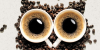 Owl.001.png