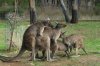 phoca_thumb_l_only-in-australia19.jpg