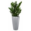 zamioculcas-lechuza-rondo1-800x800.jpg