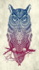 hd_owl_design-wallpaper-10957868.jpg