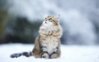 cats_fluffy_snow_blurring_85849_3840x2400.jpg