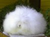 Angora-Rabbit4.jpg