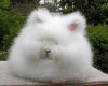 cuteangora_rabbit_08.jpg