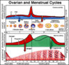 menstrualcycle.jpg