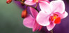 orchid-care-phal.jpg