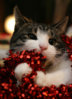 Cute-Christmas-Animals-20.jpg