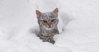 PA-Snowfalls-Salt-Solution-and-Pets.jpg