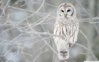 winter+animals+photography+white+owl+1920x1200+wallpaper_www.wallpaperto.com_58.jpg