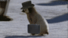 IMG_5111.GIF
