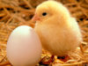 baby-chicken-chik-and-egg.jpg