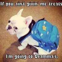 french-bulldog-meme-funny.jpg