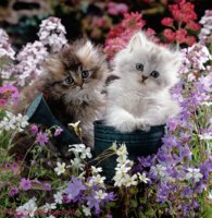 16488-Fluffy-kittens-in-watering-cans-and-flowers.jpg