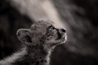 man-cheetah-wild-bloody-chin-01-625x450.jpg