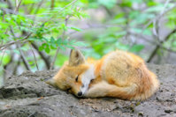 cute-baby-foxes-cubs-17-574436be67482__880.jpg