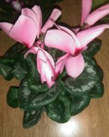 IMG_20170307_181900.jpg