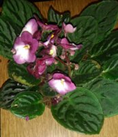 IMG_20170307_181931.jpg