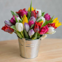original_bucket-of-spring-tulips.jpg