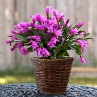 hortikultura.mk_boziken_kaktus_schlumbergera_truncata_2.jpg