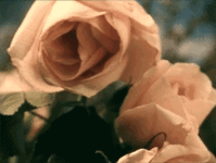 IMG_6649.GIF