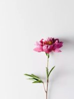 flower-minimal-minimalism-nature-Favim.com-3130749.jpg