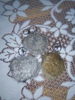 IMG_20170317_172642.jpg
