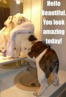 dog-funny-bulldog-mirror-bathr-6270.jpg